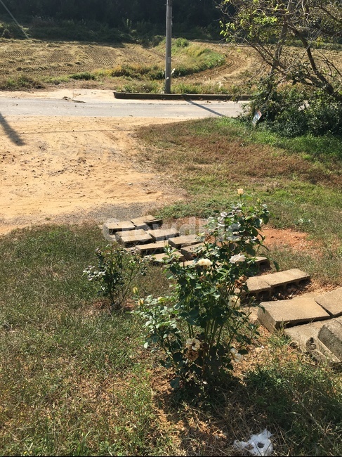 ground,바닥,flagstone,판석,계단,벽돌,꽃,장미,백장미
