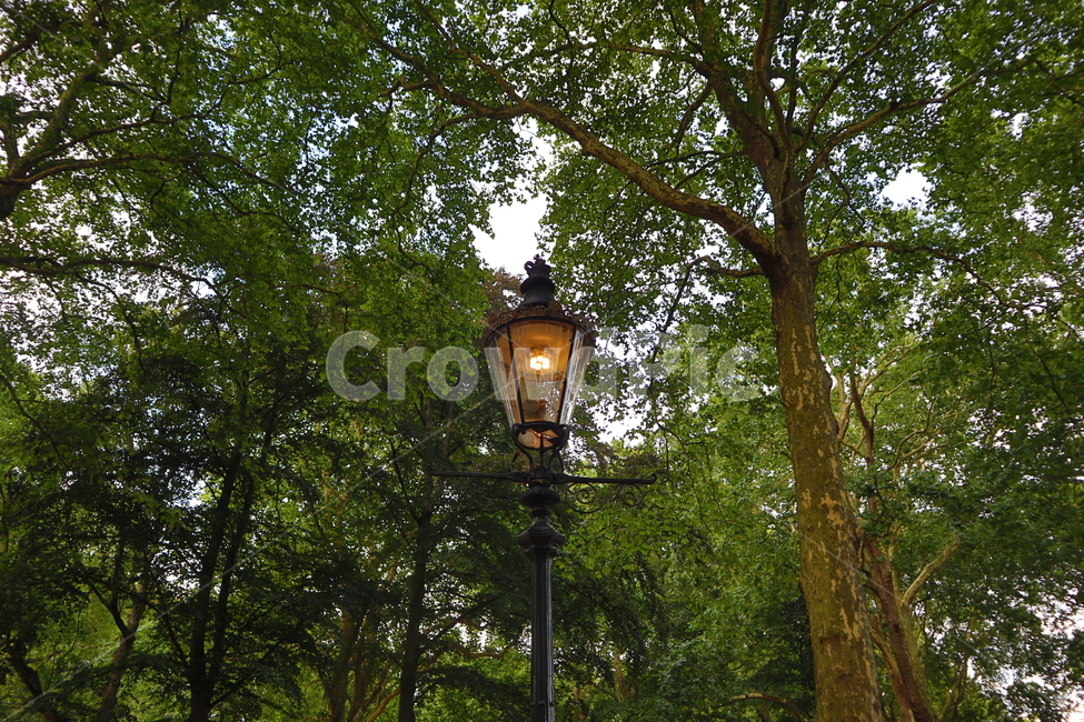 숲,공원,가로등,불빛,나무,park,lamp