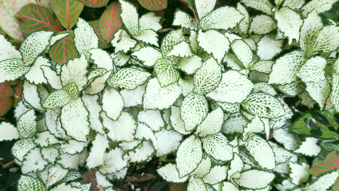 무늬,신비로운,배경화면,나뭇잎,식물,잎,leaf,plant