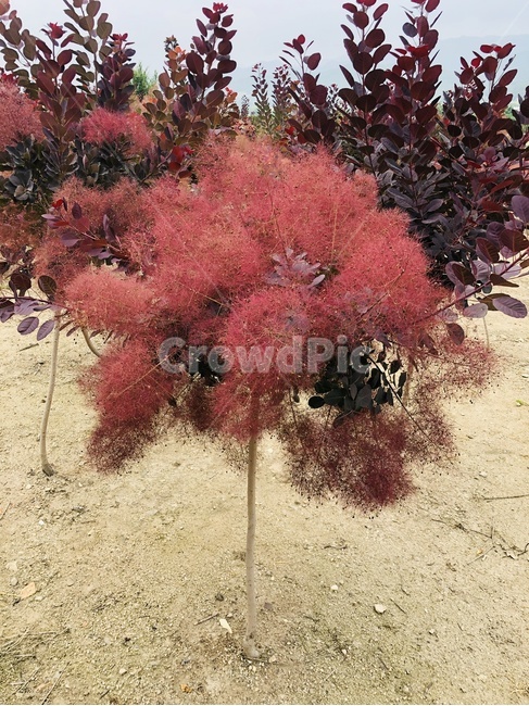 안개나무,자엽안개나무,베스트레드,안개꽃,maple,단풍,tree,나무,plant,식물,뭉게뭉게