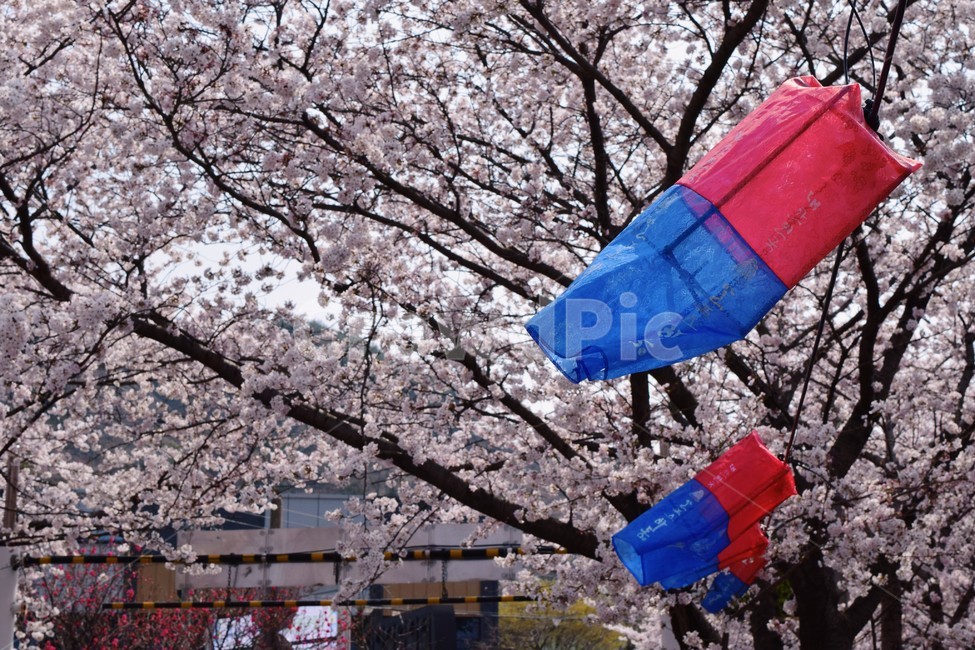 벚꽃,청사초롱,축제,벚꽃축제,꽃,나무,벚나무,자연,봄,봄,계절,spring,season,한국전통,한국문화,korean traditional,korean culture,plant,식물,flower,blossom