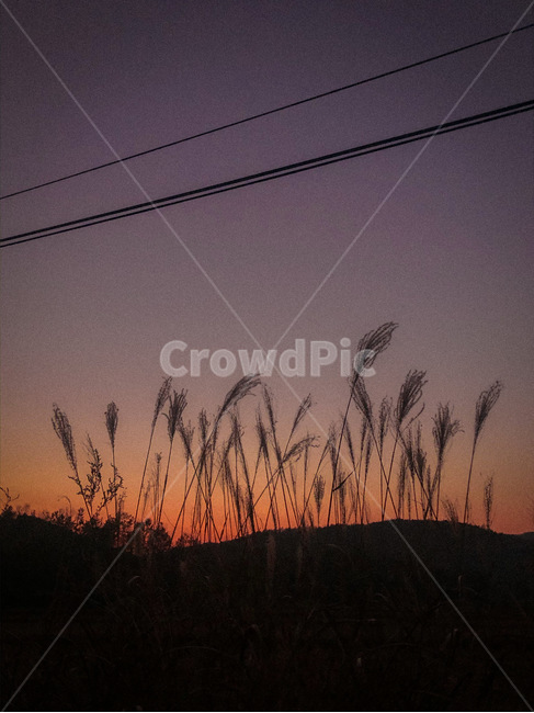 갈대,노을,저녁하늘,붉은노을,winter,colorful,red,dark,sky,conutry,감성사진