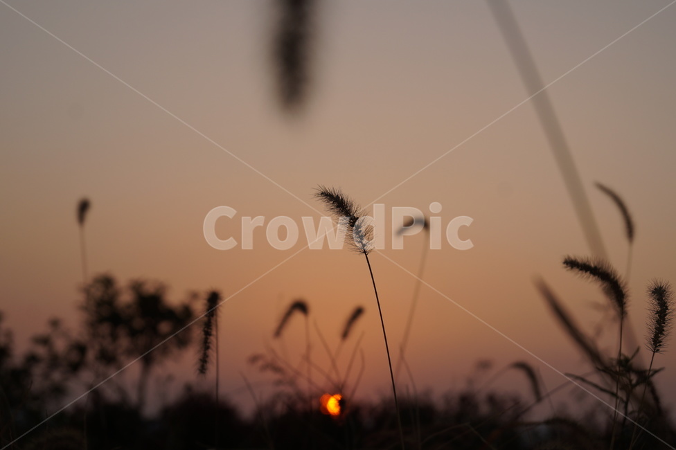 가을,강아지풀,노을,감성,sunset,일몰,autumn,자연,식물,배경,백그라운드,석양,잡초,nature,야외,풍경,저녁,식물,자연,plants,nature,실루엣,그림자,silhouette,shadow