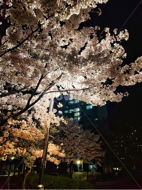 벚꽃,퇴근길,하교길,봄,봄날밤,밤,고독,운치,봄,계절,spring,season,야경,밤,풍경,nightscape,night,landscape,plant,식물,flower,꽃,blossom