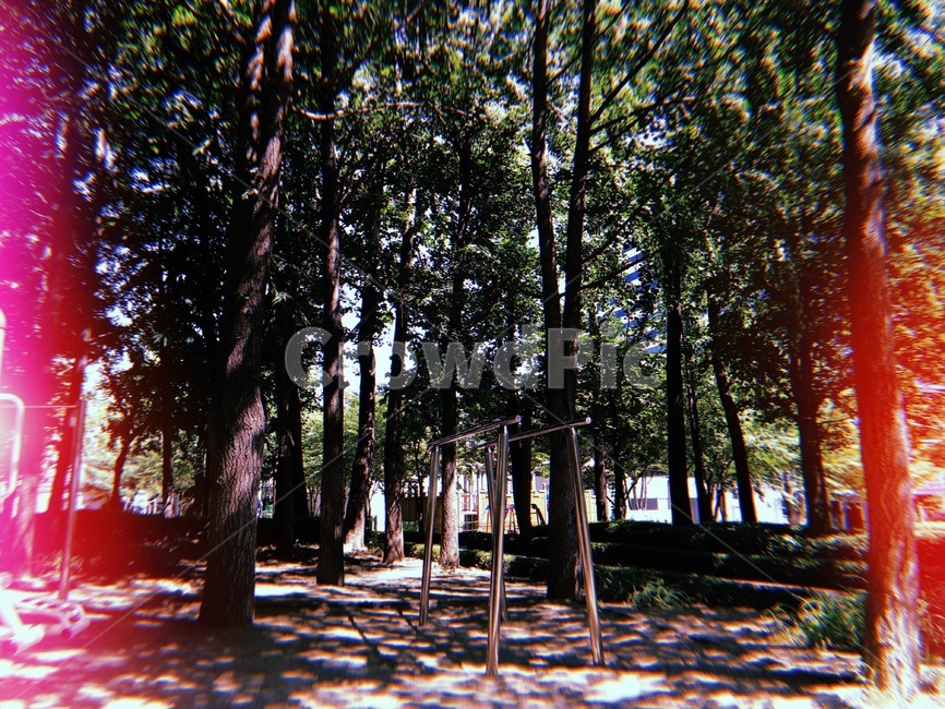 필름카메라,나무,숲,여름,무지개,녹색,초록,자연,naturelandscape,색깔,색상,색채,색감,colorsense,color,sensitivity,feelingofcolor,공원,감성,숨겨진,흙