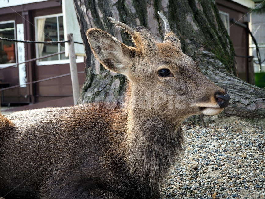 사슴,animal,야생동물,deer,wildlife,동물,animal