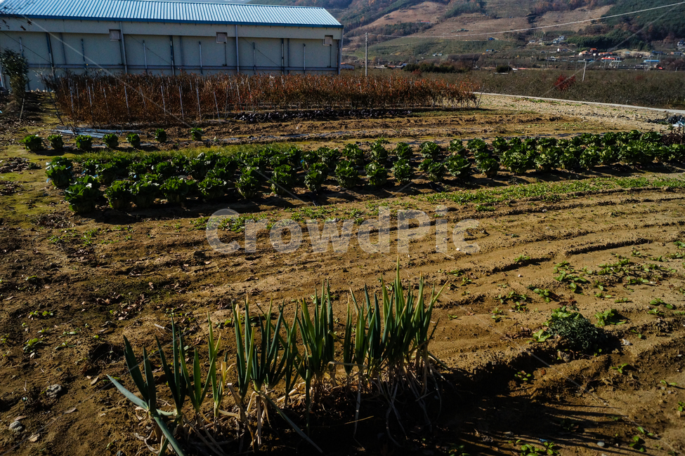 풍경,고추,배추,파,농장,산업,industry,industrial,농업,농사,agriculture,farming,farming industry