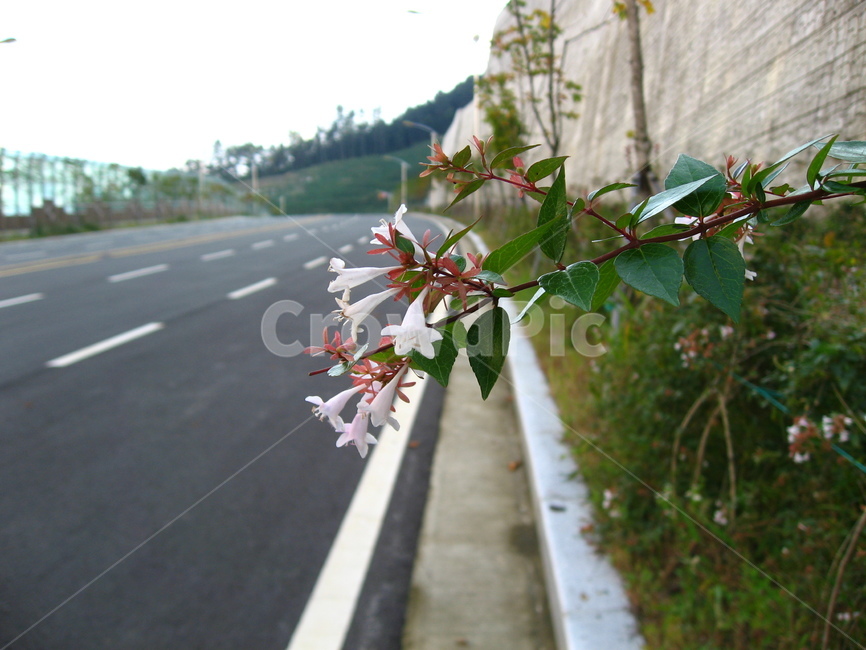 도로,road,꽃,야생화,식물,아스팔트,plant