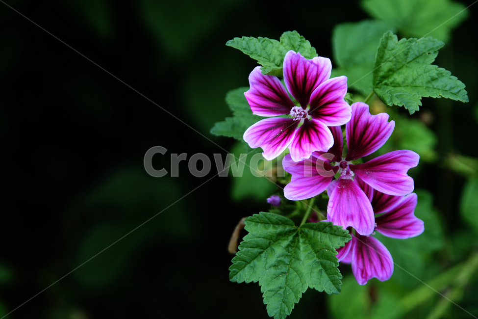 flower,plant,꽃,식물,geranium,제라늄