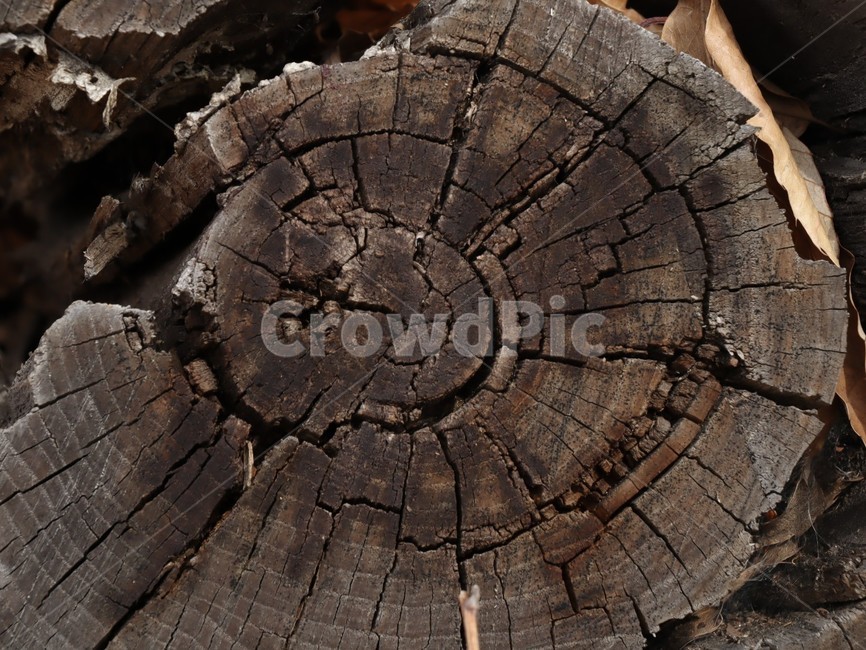 나무토막,가지치기,장작,나이태,썩은나무,늙은나무,나무,trees,wood