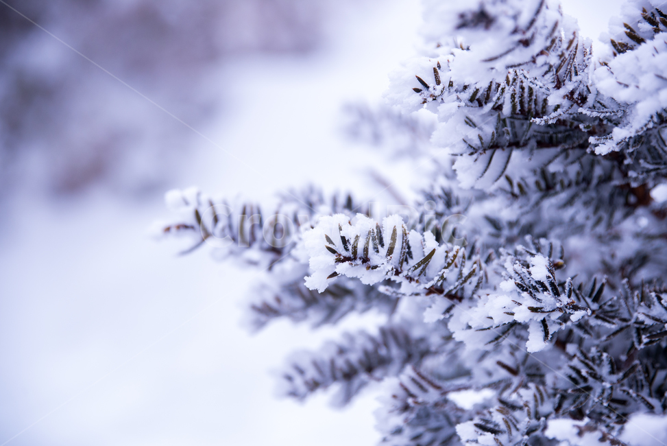 눈,눈보라,백설,snow,제주도,한라산,영실코스,풍경,설경,흰눈,겨울,winter