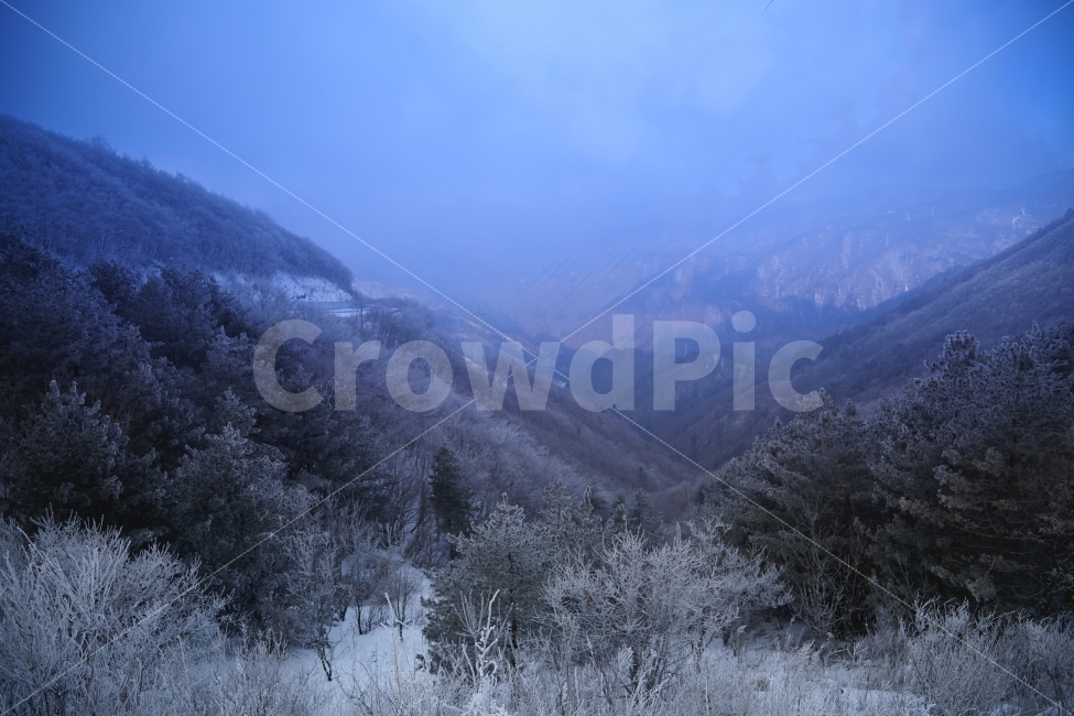겨울,상고대,함백산,만항제,눈,겨울산,겨울,계절,winter,season,자연,풍경,nature,landscape,한국자연풍경,한국자연경관,korea nature landscape,plant,식물,tree,나무,outdoors,옥외,abies,아비,fir,전나무,mountain,산