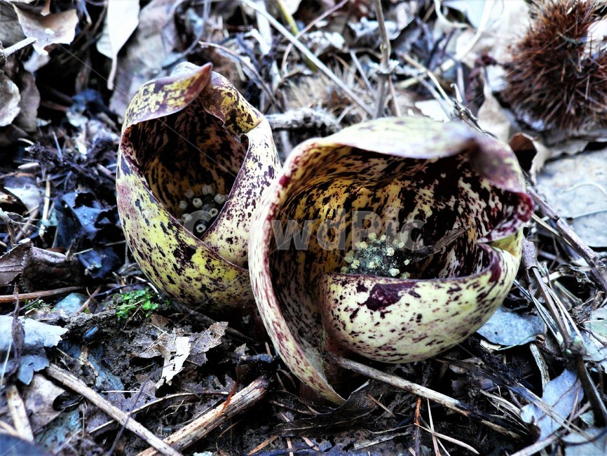 앉은부채,천남성과,금련,유독성,여러해살이풀,야생화,식물,자연,plants,nature