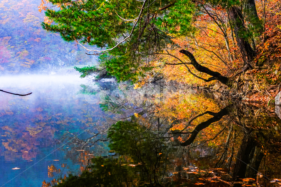 자연,nature,tree,나무,풍경,leaf,잎,water,물,반영,저수지,주산지,청송군,가을,단풍,안개,아침