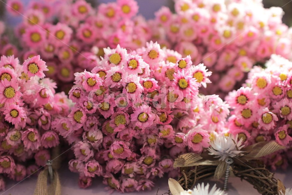 종이꽃,로단테,분홍색,분홍꽃,꽃,꽃,flower