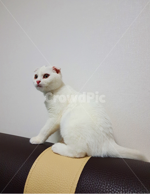 고양이,동물,스코티시폴드,폴드,스코티시,동물,animal,포유류,mammal,고양이,cat,kitten,kitty