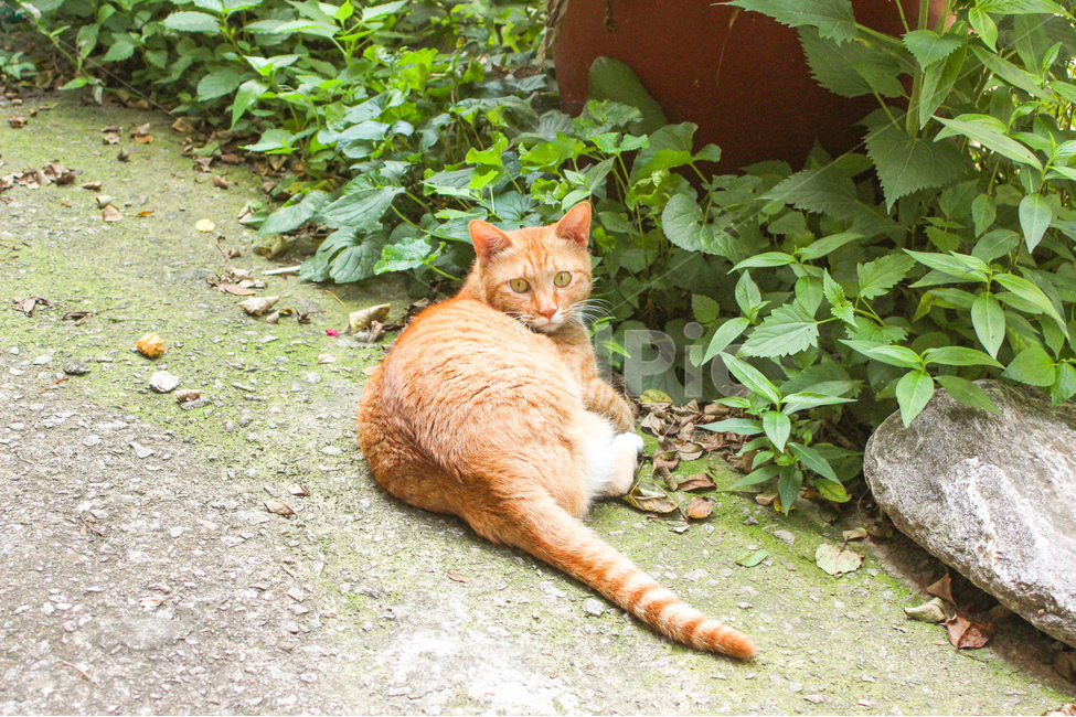 고양이,cat,동물,animal,길고양이,감성사진,감성,동물사진,숲,풀,자연,grass,nature,자세,pose,동물,animal,포유류,mammal,고양이,cat,kitten,kitty