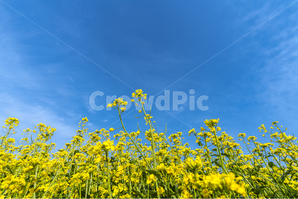 유채꽃,파란,하늘,꽃,자연,나무,구름,sky,tree,cloud,rapeflower,flower,자연,풍경,nature,landscape,식물,plants,꽃,flower,field,들,grassland,목초지,outdoors,옥외