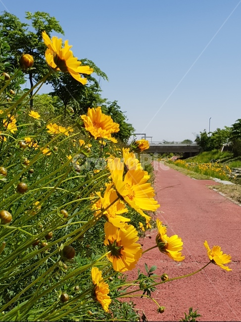 금계국,꽃,노랑,봄,맑음,자연,풍경,5월,봄,계절,spring,season,식물,자연,plants,nature,꽃,flower,plant,blossom
