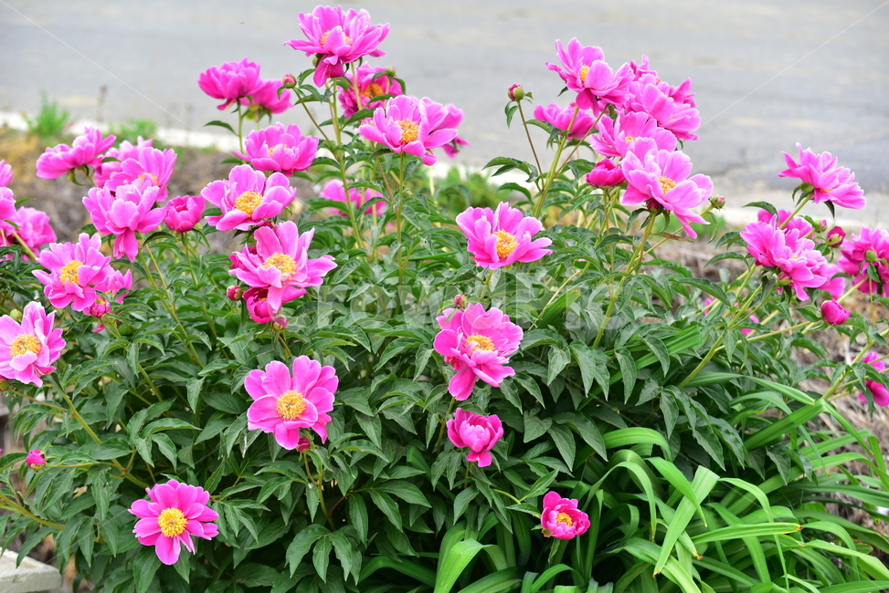 꽃,작약꽃,함박꽃,적작약,식물,자연,분홍색,한약재,플라워,flower,nature,plant,초록잎,핑크,pink