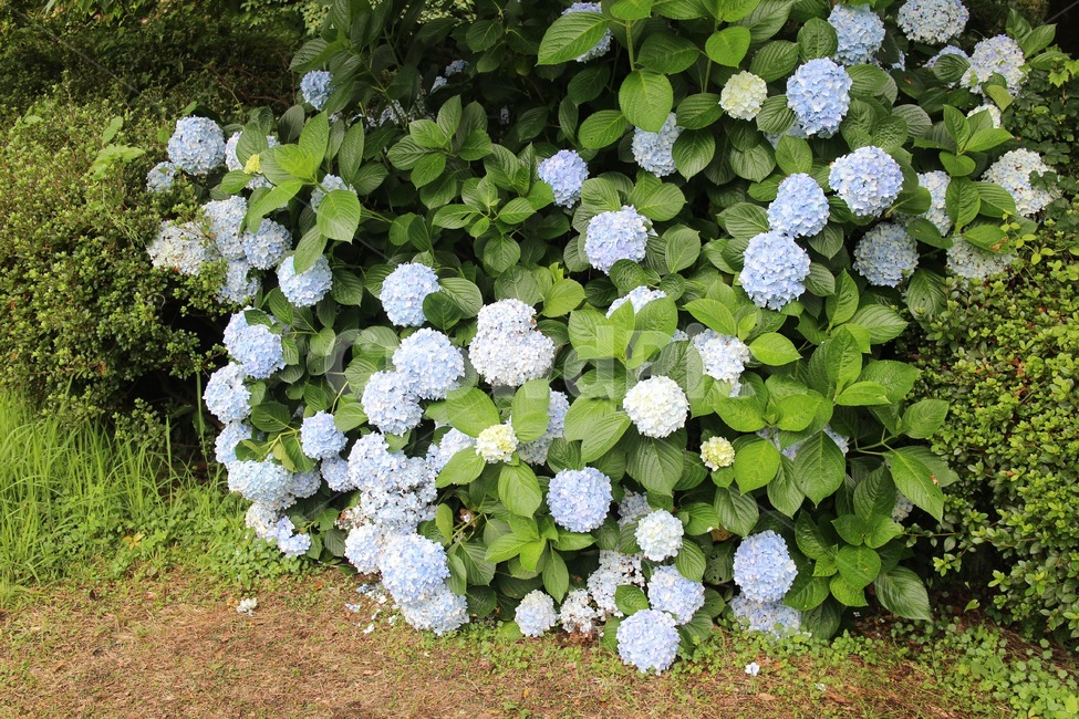 hydrangea flower,flower hydrangea,jeju island,hydrangea,Jeju Island scenery