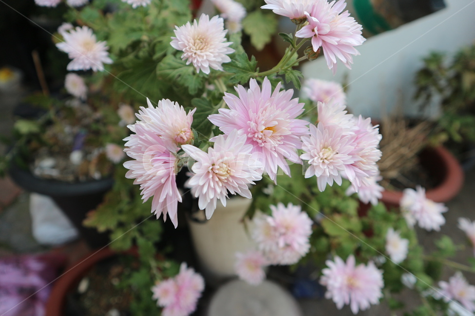꽃,봄,국화,수레국화,chrysanths