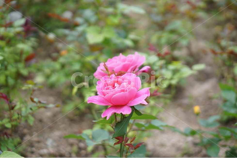 장미꽃,장미,핑크,맑음,5월,풍경,중랑천,식물,자연,plants,nature,꽃,flower
