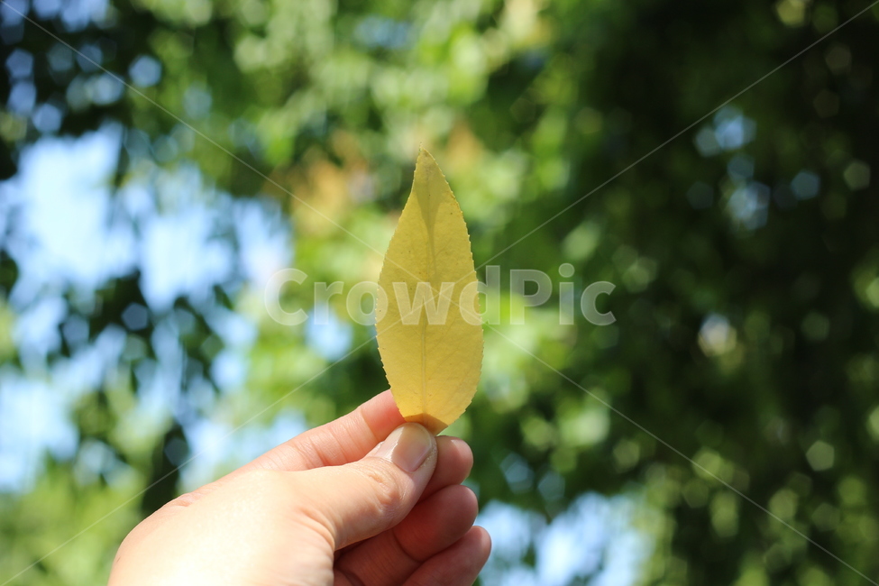 나뭇잎,손,자연,풍경,일상,식물,자연,plants,nature,사람,인물,인간,human,person,신체일부,몸,body