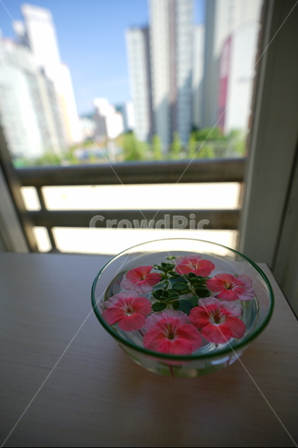 화분,꽃,장식,인테리어,식물,취미,플라워,창가,물,flower,핑크,분홍,컬러,색감,감성사진,꽃,flower,인테리어,실내디자인,interior design