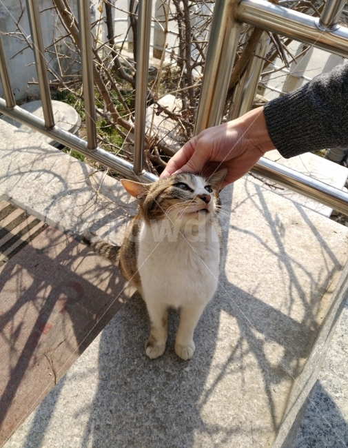 고양이,길고양이,동물,애교,요염,동물,animal,포유류,mammal,고양이,cat,kitten,kitty,사람,인물,인간,human,person