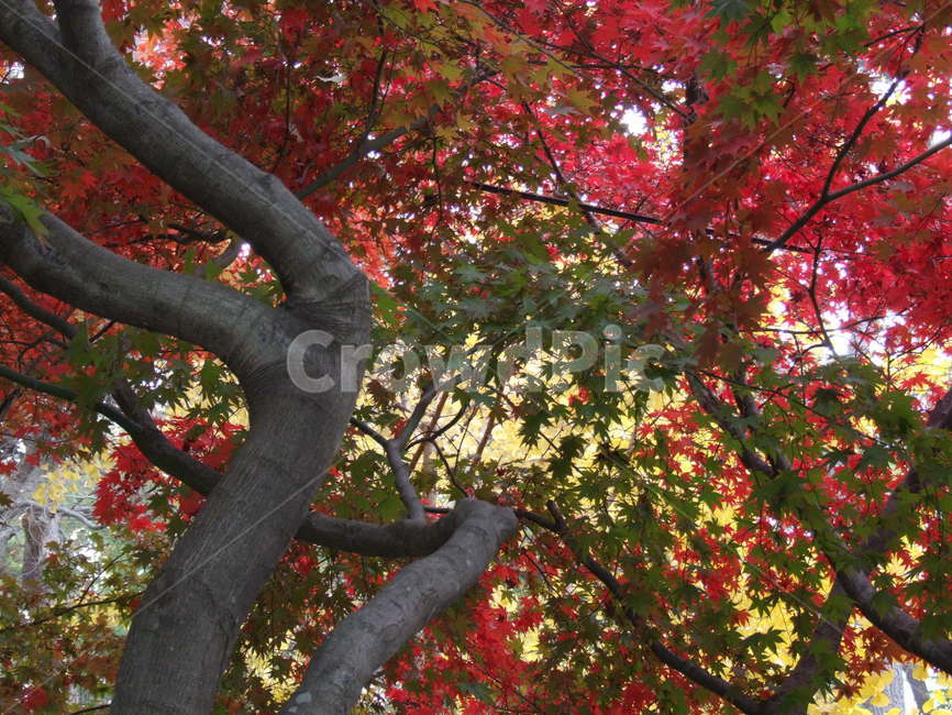 가을,단풍,붉은,나무잎,단풍나무,별,케나다,내소사,단풍잎,빨강,배경,가을,계절,fall,autumn,season,leaf,잎,plant,식물,tree,나무,tree trunk,나무 줄기