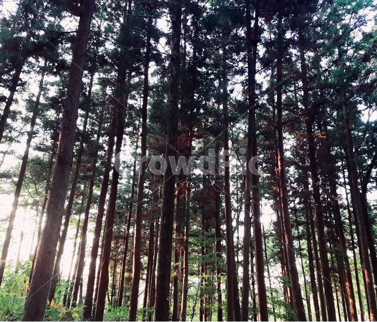 산림,숲,나무,편백나무,편백나무숲,휴양림,곧은나무,빛,햇빛,자연,풍경,tree,forest,나무들,식물,자연,풍경,nature,landscape,식물,plants,나무,trees,wood,plant