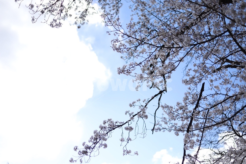 벚꽃,분홍,팝콘,하늘,꽃놀이,핑크,자연,풍경,nature,landscape,꽃,flower,나무,trees,wood,plant,식물