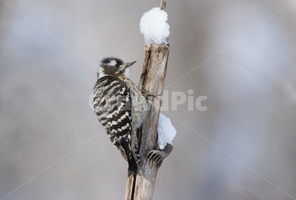 쇠딱다구리,조류,겨울,새,텃새,겨울,계절,winter,season,동물,animal,조류,새,birds