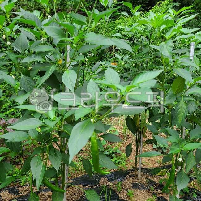 redpepper, spicytaste, pepperfield, redpeppertree, fruit, 사진,이미지,일러스트 ...