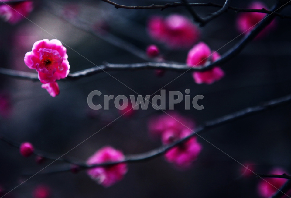 봄,매화,매화꽃,홍매화,매화마을,꽃봉우리,봄꽃,개화,봄,계절,spring,season,식물,자연,plants,nature,꽃,flower,plant