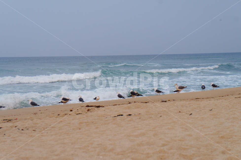 바다,해변,파도,갈매기,동물,시원함,청럄감,자연,풍경,nature,landscape,해변,바다,beach,sea,동물,animal,조류,새,birds,outdoors,옥외,water,물,ocean,대양,shoreline,해안선,bird,sand,모래,coast,연안,바닷가