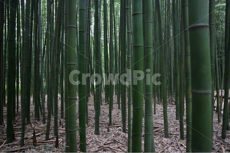 대나무,태화강,대나무숲,울산,울창,대숲,자연,풍경,nature,landscape,식물,plants,나무,trees,wood,plant,bamboo