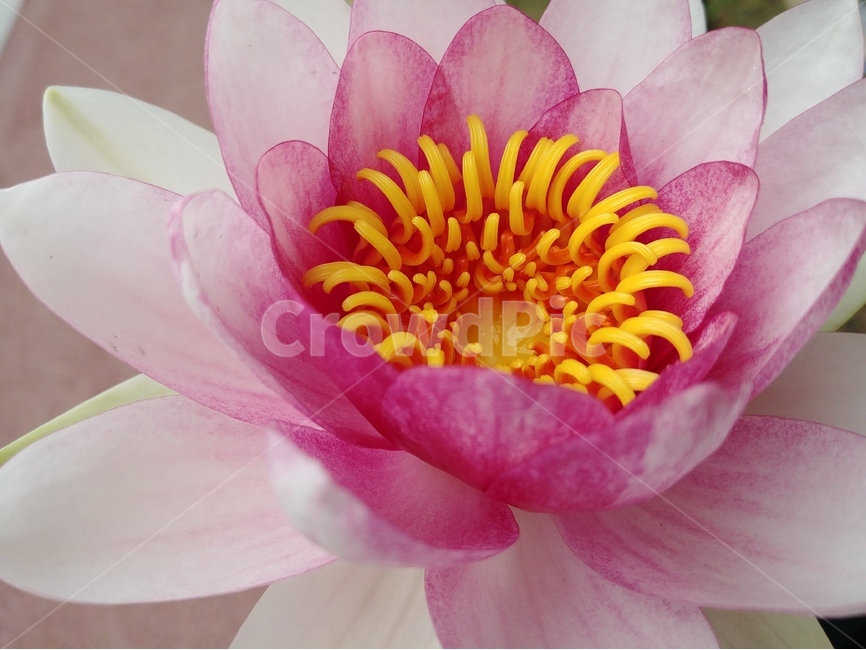 연,연꽃,lotus,꽃,연꽃근접,flower,식물,plants,자연,nature,식물,자연,plants,nature,꽃,flower