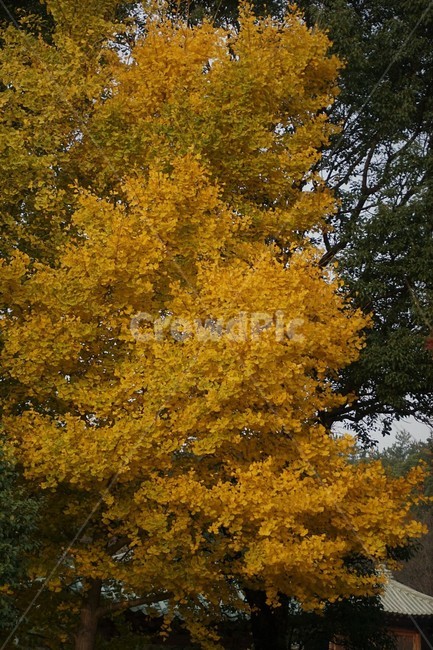 자연,나무,nature,frees,단풍,낙엽,감성,서정,은행나무,나뭇잎,yellow,가을,계절,fall,autumn,season,tree,plant,식물,maple