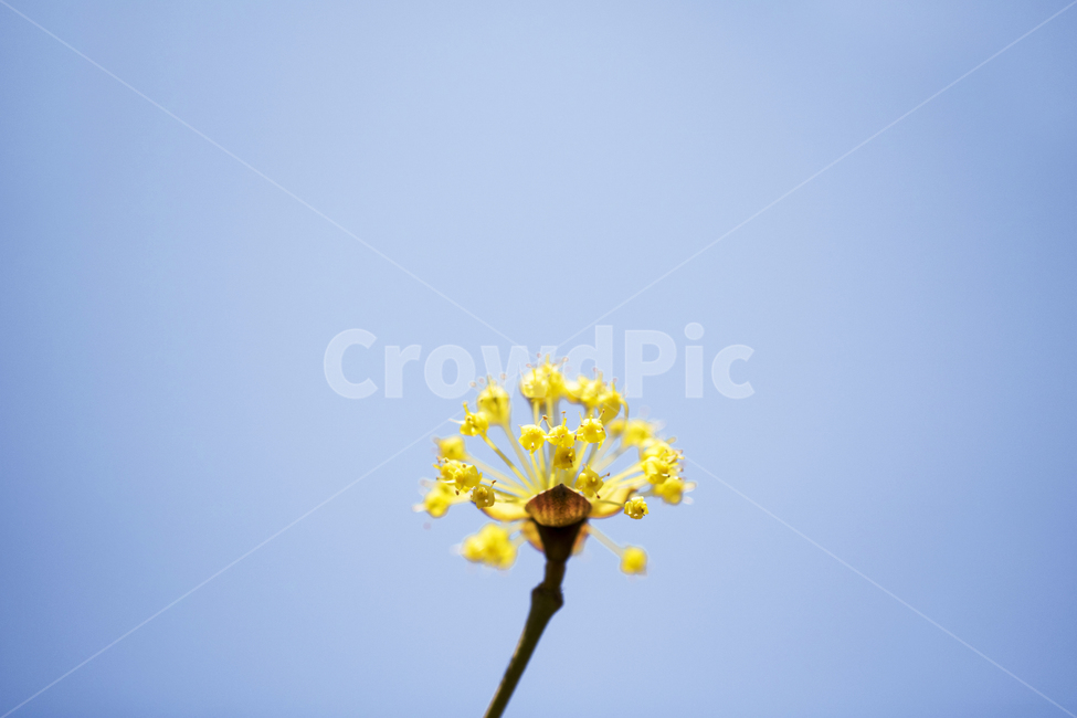 산수유,산수유나무,꽃,축제,식물,잎,나무,역광,꽃잎,접사,근접사진,봄,배경,백그라운드,풍경,경치,도감,하늘,푸른하늘,맑은하늘,추희,봄,계절,spring,season,식물,자연,plants,nature,꽃,flower,plant