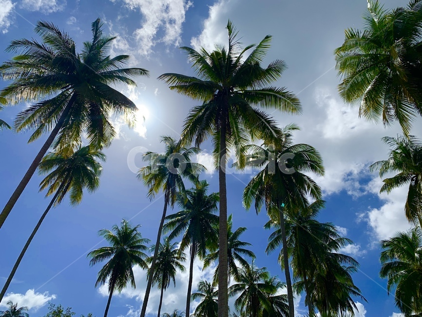 summer,여름,tropical,나무,palmtree,야자수,tree,식물,구름,하늘,풍경,자연