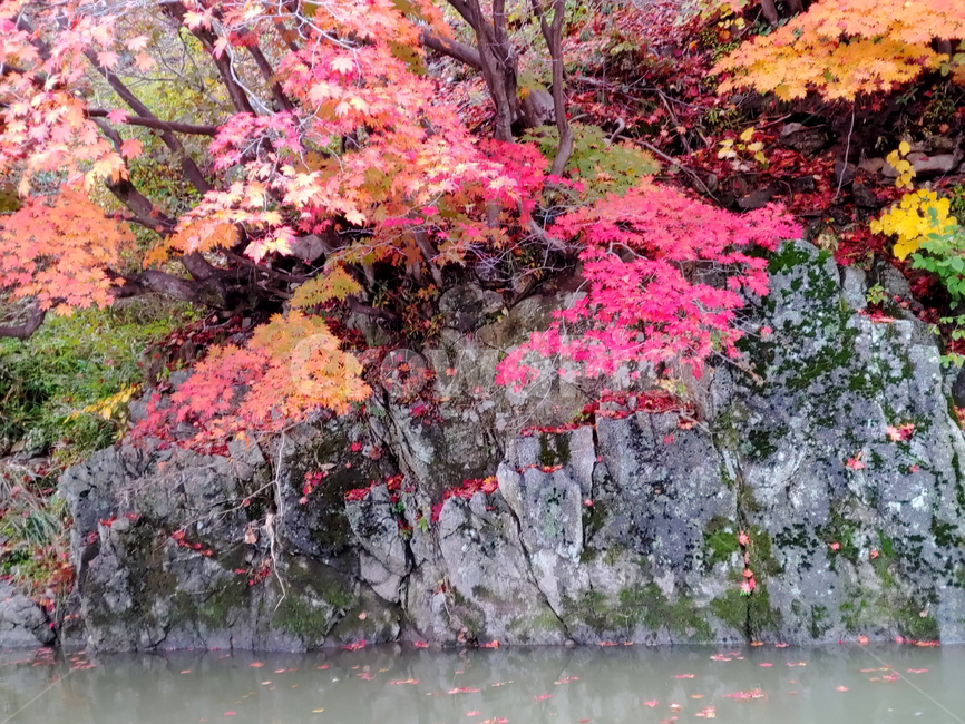 단풍,가을,물,나무,빨강단풍,가을,계절,fall,autumn,season,자연,풍경,nature,landscape,tree,plant,식물,maple,leaf,잎
