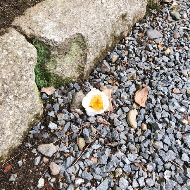 꽃,땅,떨어진꽃,flower,봄