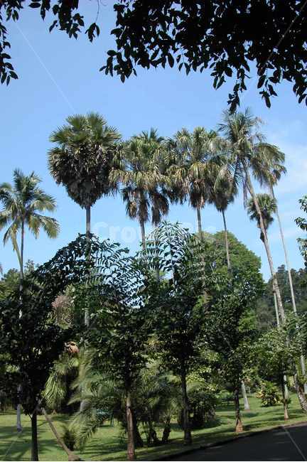인도네시아,보고르,야자수,열대,indonesia,bogor,palmtrees,tropical