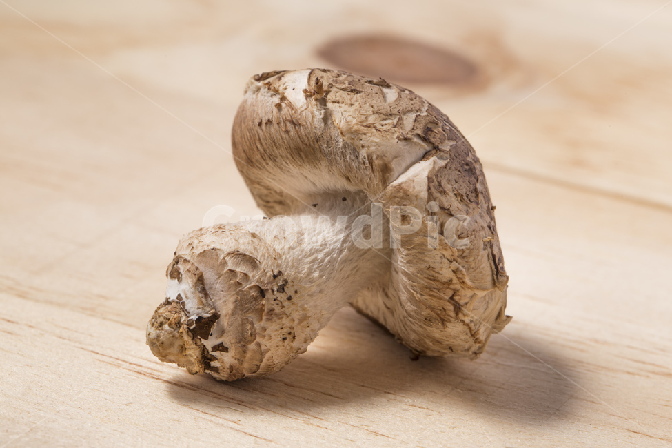 버섯,표고버섯,송이버섯,송고버섯,식품,식재료,재배,농산물,버섯,mushroom,음식,식재료,요리,food,cook,meal,dishes,food reserves