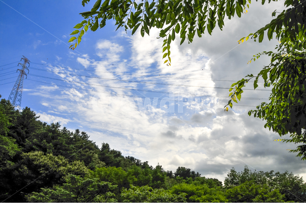 전신주,나뭇잎,파란하늘,산,고압선,전선,철구조물,자연,풍경,nature,landscape,tree,나무,plant,식물,outdoors,옥외