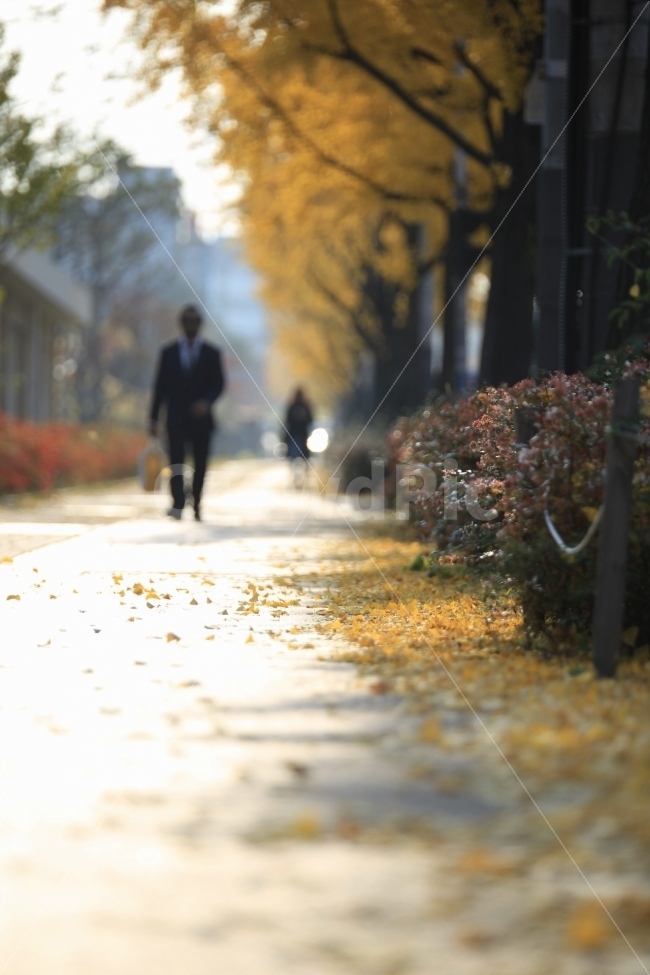 가을,낙엽,단풍,가을거리,가을감성,감성,노랑,빨강,가을,계절,fall,autumn,season,사람,인물,인간,human,person,path,통로,pedestrian,보행자