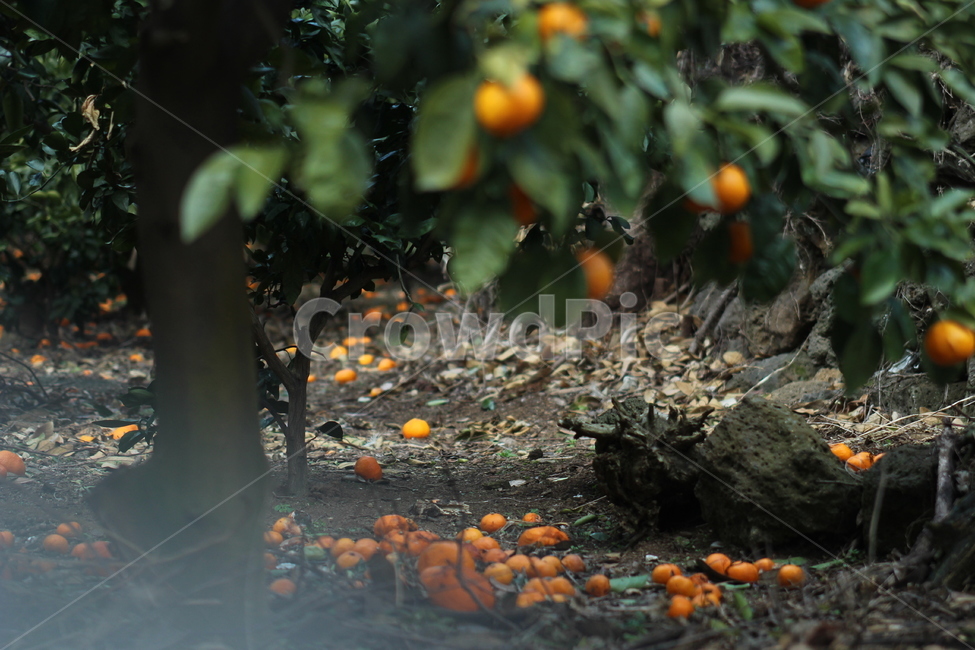 제주도,귤,귤밭,과일,수확,식물,자연,plants,nature,과일,열매,fruit