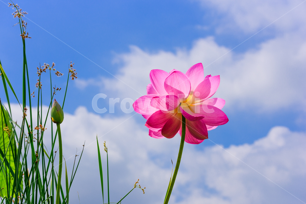 연,수련,관곡지,연꽃,여름,plant,blossom,flower,잎,녹색,빨강,분홍,식물,자연,plants,nature,꽃,flower